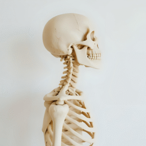 Course anatomi vertebrae cervicalis